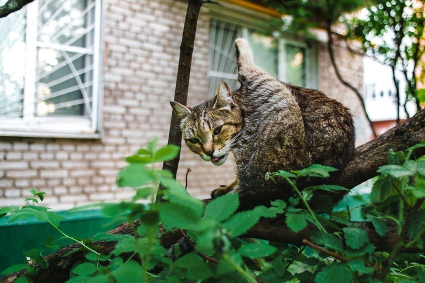 Кошки москва. Уличные коты Москва. Город кошек в Москве. Кот за городом. Колоритные котики.