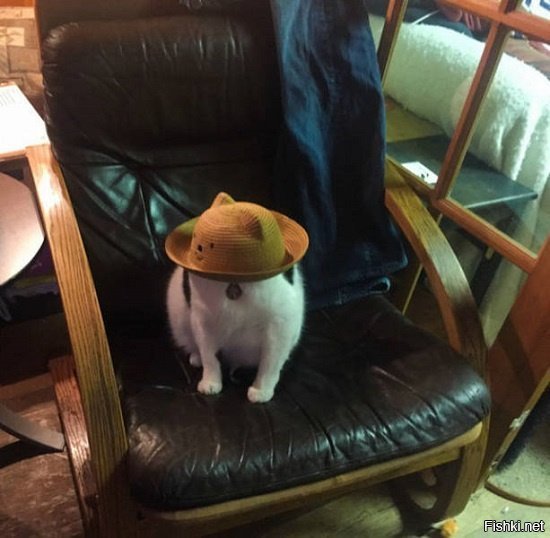 Любителям котов