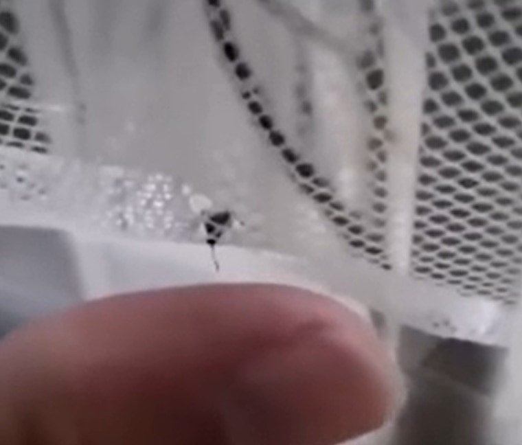 На нём видно, как комар алчно пытается добраться до человеческой плоти, дабы вонзить свой хоботок во вкусное тело автора видео