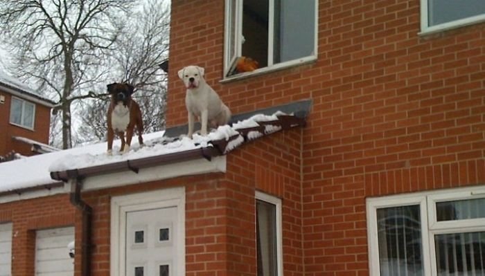25. "Когда нам с улицы крикнули, что у нас собаки на крыше, мы думали, что это шутка. Но никто не шутил"