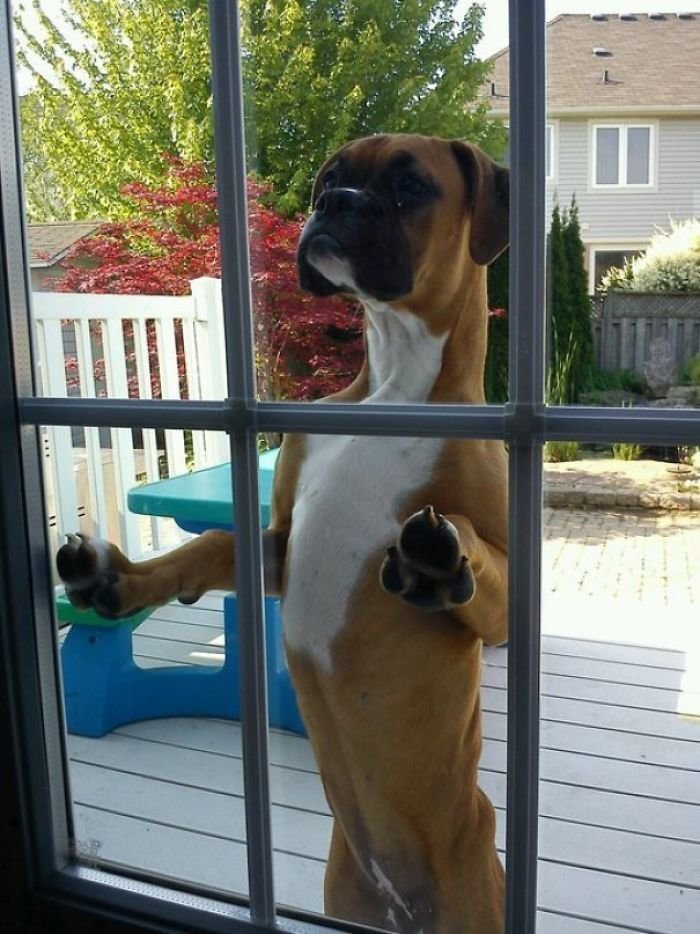 7. Он просто приходит и молча смотрит в окно дома соседей, когда хочет погулять с их собакой