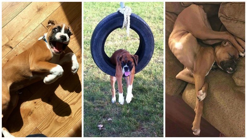 30 доказательство того, что боксёры - самые странные, но самые обалденные собаки на свете