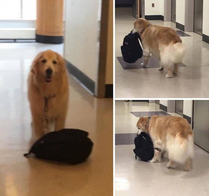 Эдди - терапевтическая собака. Он никогда не расстается с рюкзаком с игрушками и редко выходит из детского отделения интенсивной терапии