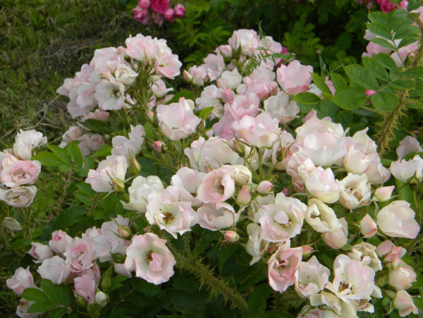 Еще один красивой сорт парковой розы 'Ābeļzieds'.
