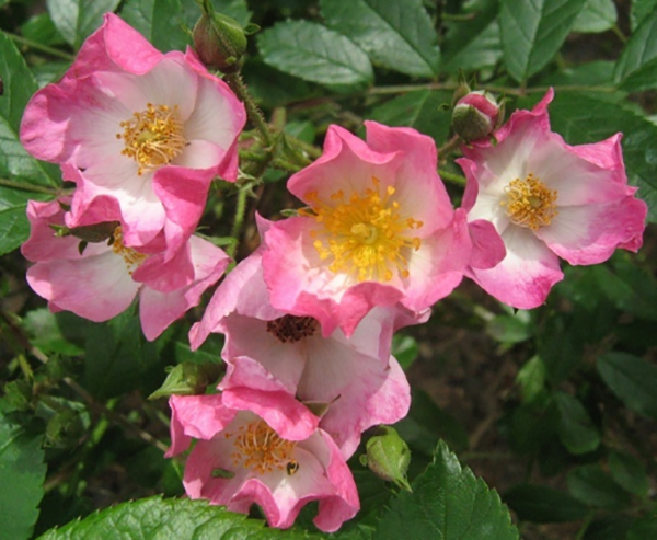 Роза Эглантерия (rosa eglanteria, она же rosa rubiginosa)