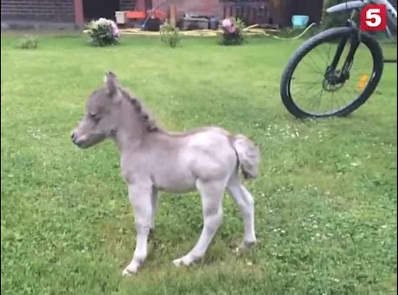 В Ленинградской области родился самый маленький конь в мире