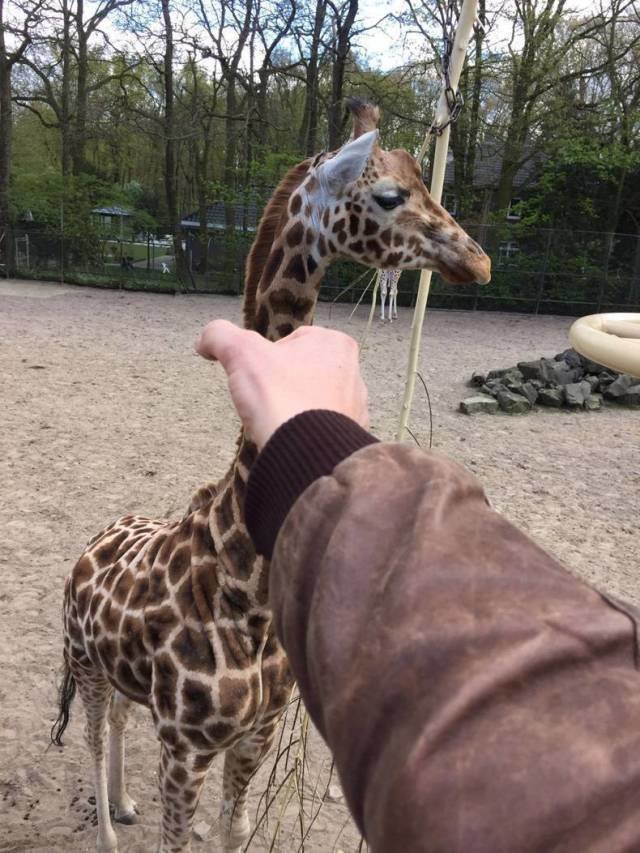 Поймал жирафа
