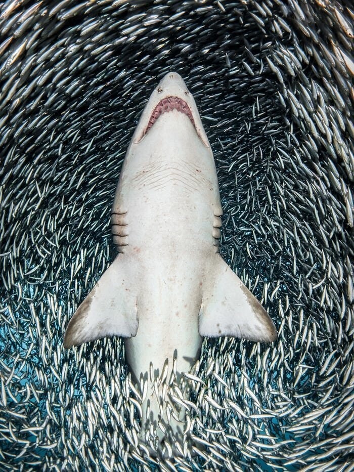 "Тигровая песчаная акула и тысячи мелких рыб", Таня Гупперманс