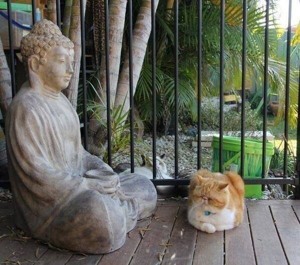 Коты-буддисты