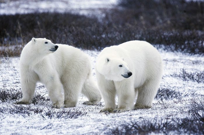 5. Цвет меха полярного медведя