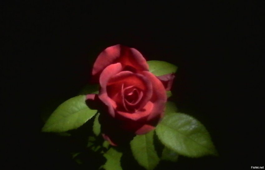 Телефон ужасно фотографирует, но у меня выросла первая роза
