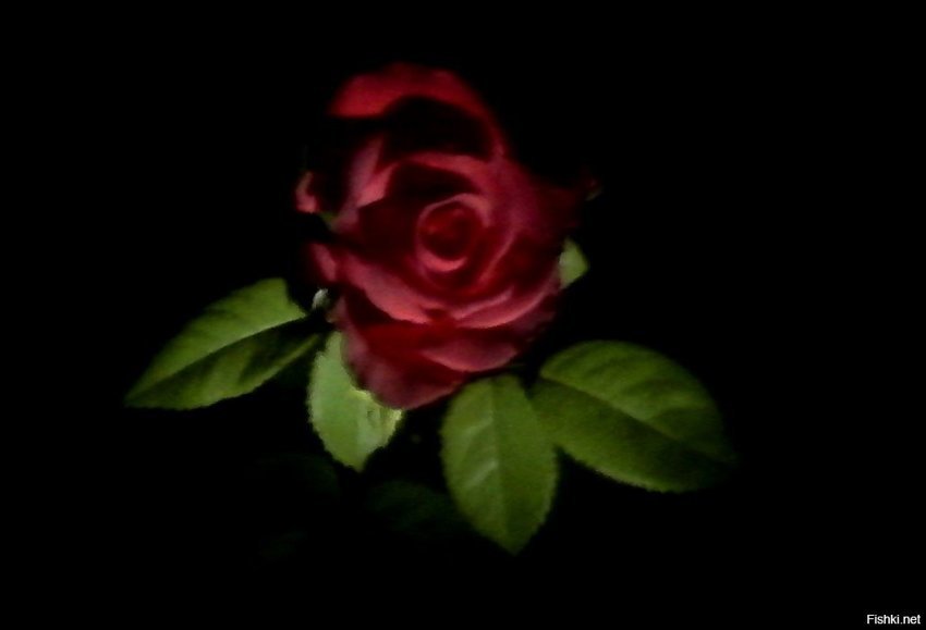 Телефон ужасно фотографирует, но у меня выросла первая роза