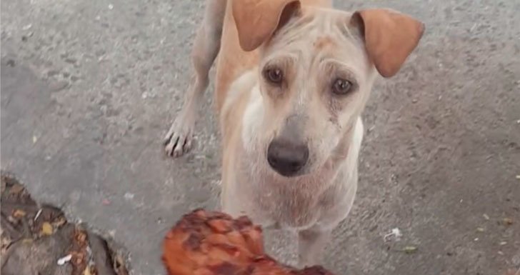 Мужчина решил подкормить недавно ощенившуюся собаку, но никак не ожидал такого