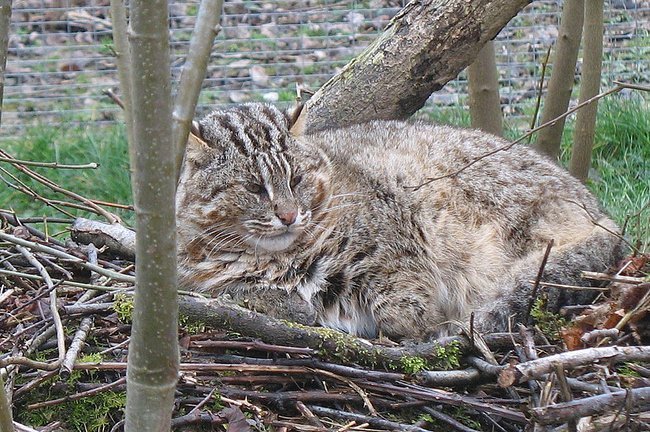 Амурский лесной кот