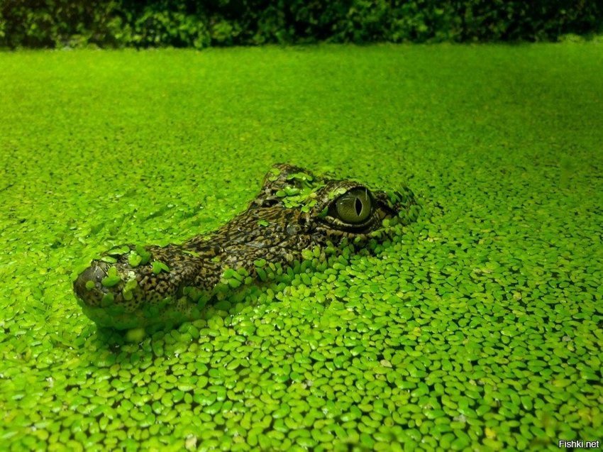 А мне опять приснился крокодил зеленый
