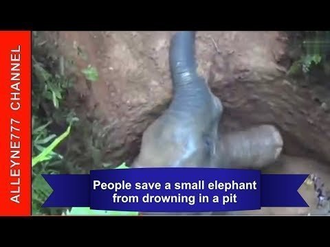Люди спасают маленького слоненка из затопленной ямы 
