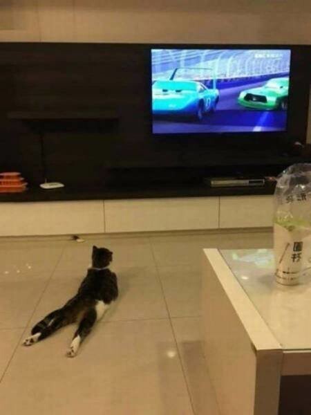 Любят ли кошки смотреть телевидение?