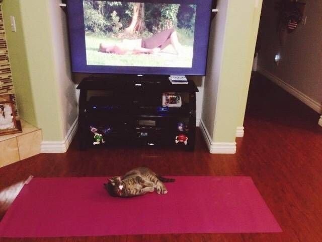 Любят ли кошки смотреть телевидение?