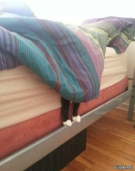 - кот, ты уже встал