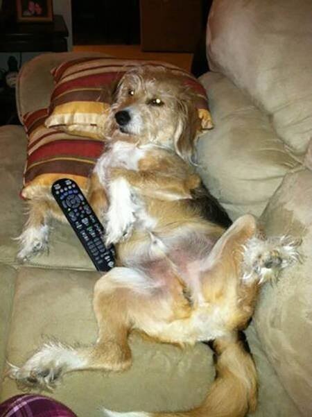 Любят ли собаки смотреть телевизор?