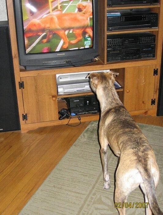 Любят ли собаки смотреть телевизор?
