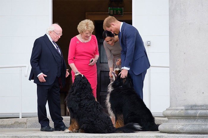 6. Знакомство принца Гарри и Меган Маркл с собаками президента во время их первого официального визита в Ирландию