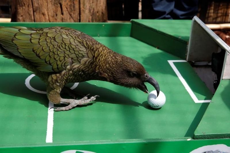 Ньютон, попугай кеа, предсказал победу Франции в матче Кубка мира перед игрой Уругвай-Франция в Menagerie du Jardin des Plantes в Париже.
