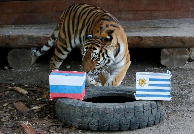 Юнона, шестилетняя амурская тигрица, пытается предсказать матч между Уругваем и Россией.