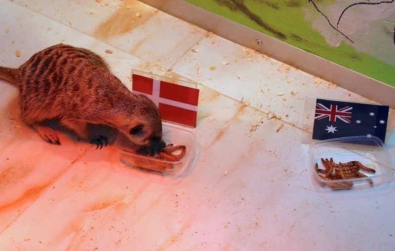Сурикат по имени Тимон ест из контейнера с национальным флагом Дании перед матчем между Данией и Австралией.