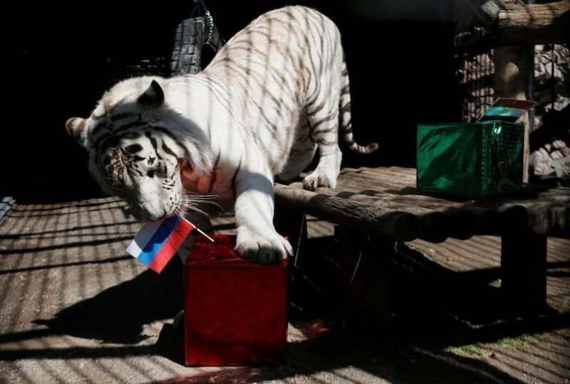 Хан, семилетний самец белого бенгальского тигра, предсказывает матч России и Египта.