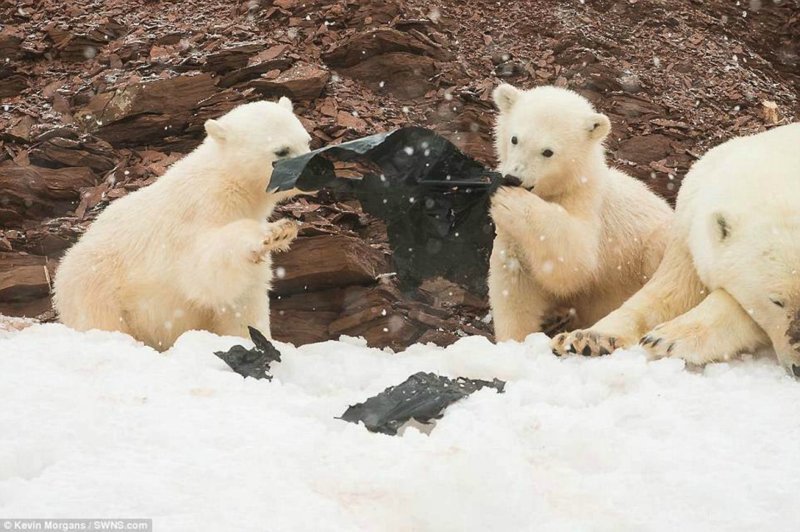 Экологи опубликовали шокирующие фото: белые медвежата играют с пластиком