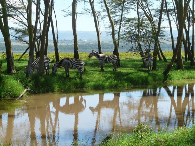 1. Национальный парк Озеро Накуру (Кения)