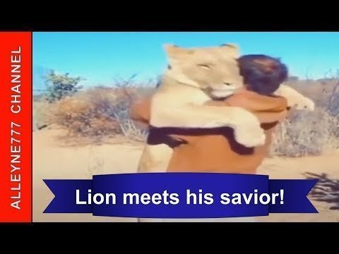 Львенок встречает своего спасителя! Трогательная сцена. Дружба человека и животного! 