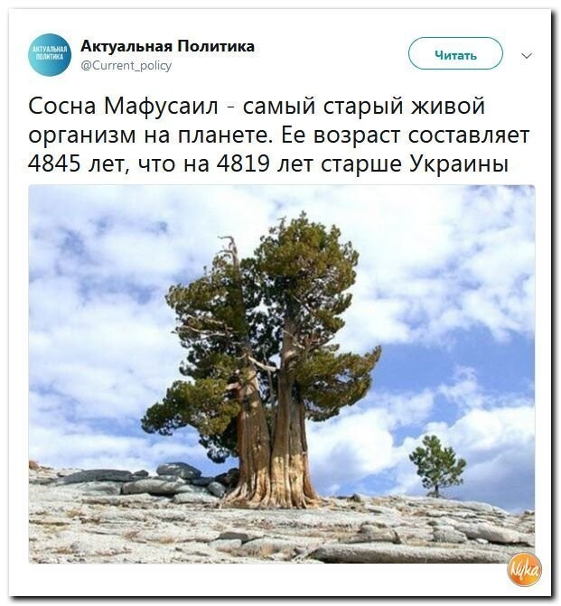 Политические коментарии - 535