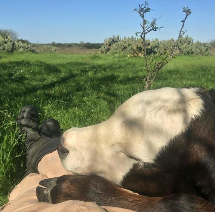 4. Коровы любят нежиться на солнышке со своим лучшим другом