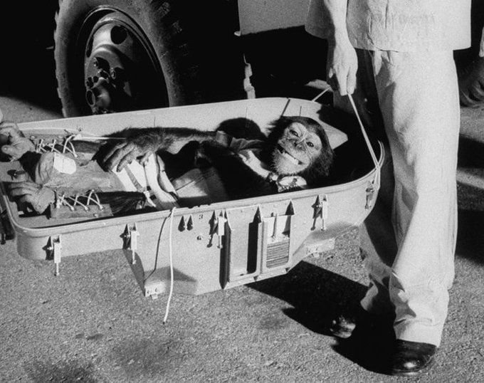 11. Шимпанзе Хэм после полета в космос, 1961 год 
