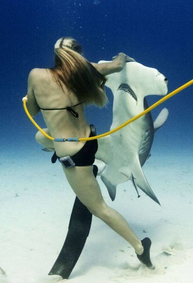 Танец с акулой