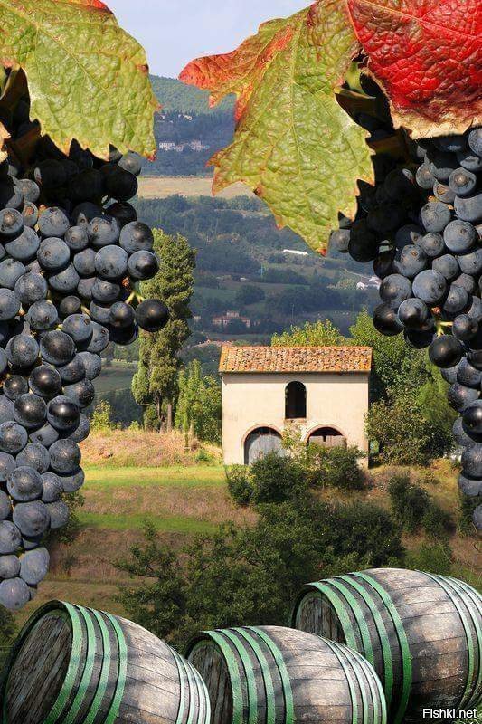 Виноградники в Кьянти, Италия