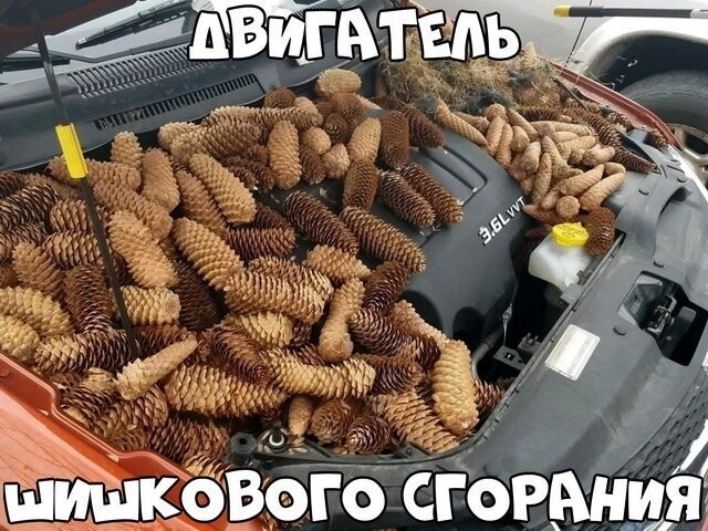 Автовсячина