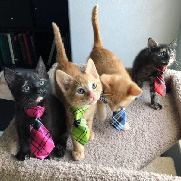 Котята в галстуках