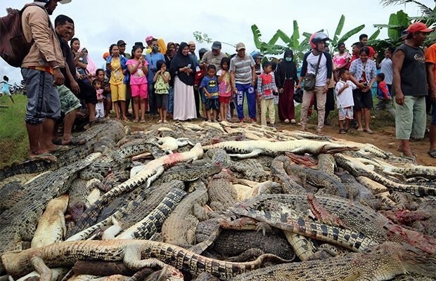 В Индонезии разгневанная толпа убила 300 крокодилов