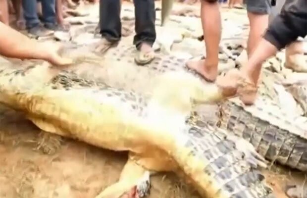 В Индонезии разгневанная толпа убила 300 крокодилов