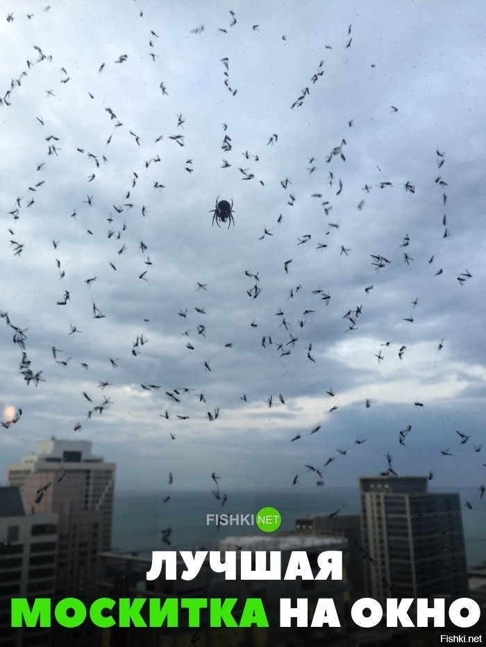 Лучшая москитная сетка