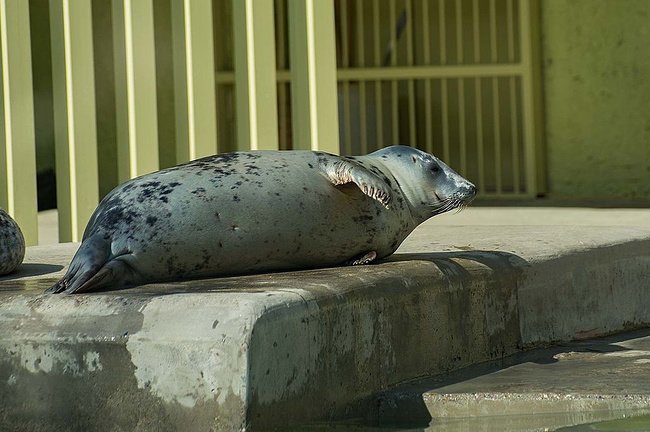 Российские зоологи насильно раскормили тюленей