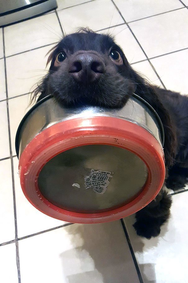 Голодную собачку накормите, пожалуйста!