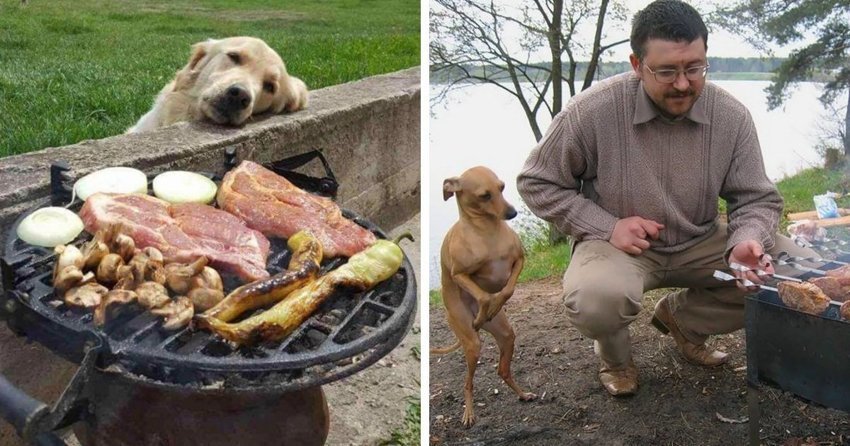 Эти собаки так трогательно выпрашивают еду, что им невозможно отказать!
