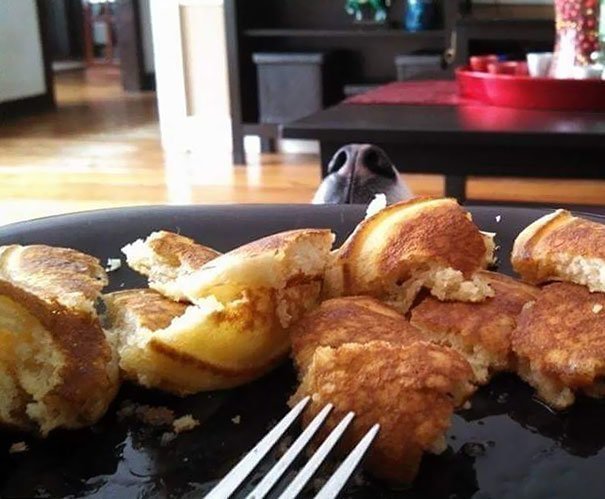 "Я запретил псу смотреть на меня, когда я ем. Вот результат"