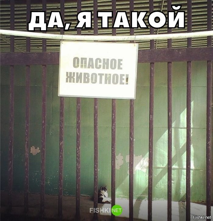 Да, я такой