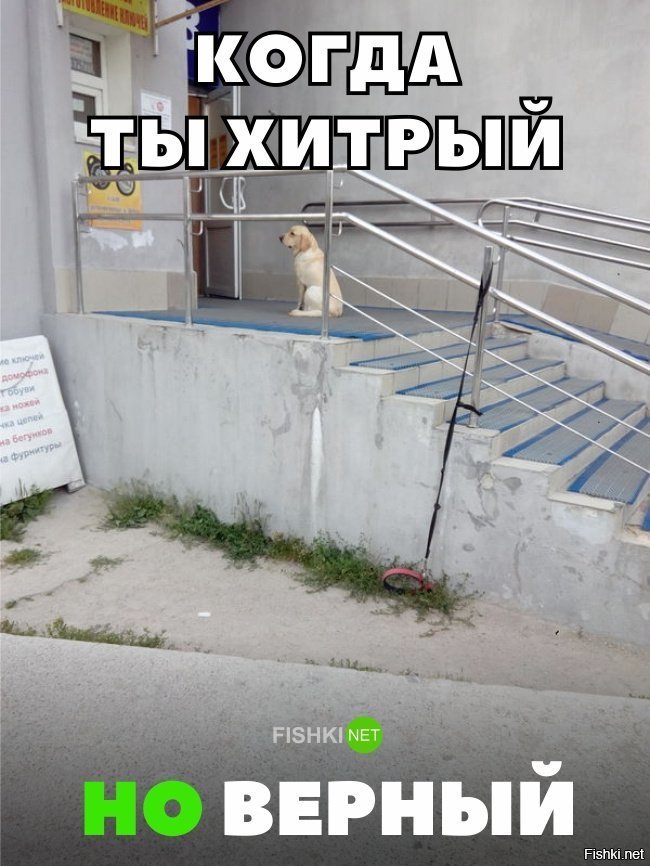 Хитрый , но верный