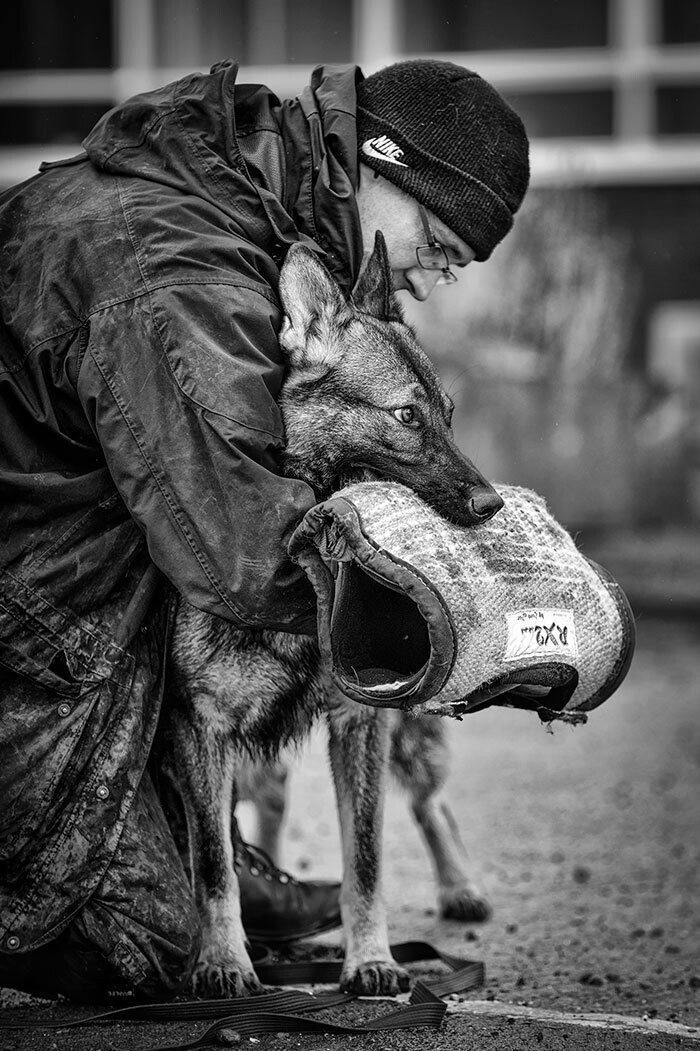 25. Фото: Йен Сквайр, Великобритания. Третье место в категории "Собаки за работой"